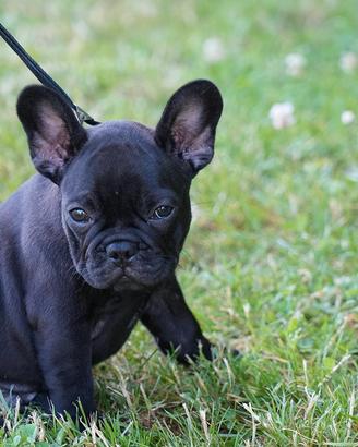Bouledogue francese