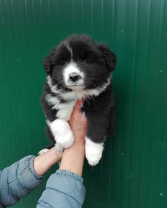 Border collie cuccioli Doc