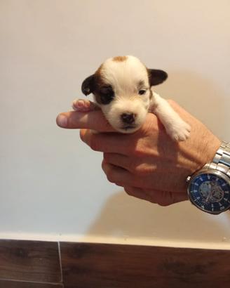 Jack Russell broken