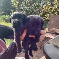 Cuccioli di Labrador