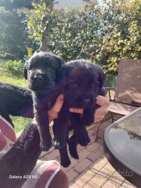Cuccioli di Labrador