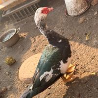 Anatra muta maschio