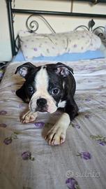 Boston terrier
