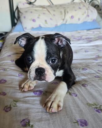 Boston terrier
