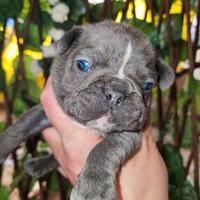 Bulldog francese blu