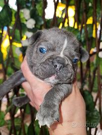 Bulldog francese blu
