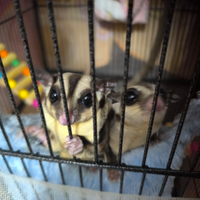 Petauro dello zucchero cucciolo 4 mesi maschio