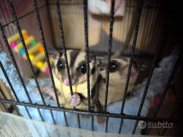 Petauro dello zucchero cucciolo 4 mesi maschio