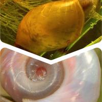 Lumaca Lymnea stagnalis e planorbarius