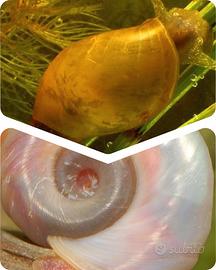 Lumaca Lymnea stagnalis e planorbarius