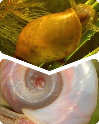 Lumaca Lymnea stagnalis e planorbarius