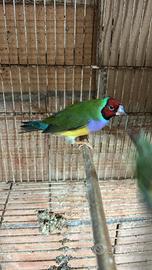 Femmina diamante di gould