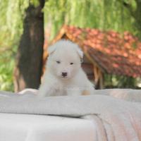 Husky bianco