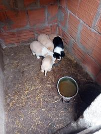 Cagnolini