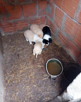 Cagnolini