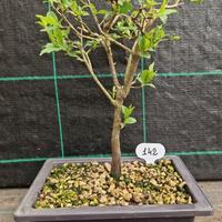 Bonsai di Susino Mirabolano Prunus Cerasifera 142