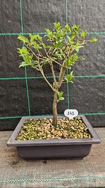 Bonsai di Susino Mirabolano Prunus Cerasifera 142