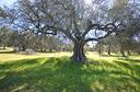 terreno-agricolo-con-uliveto