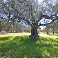Terreno agricolo con uliveto