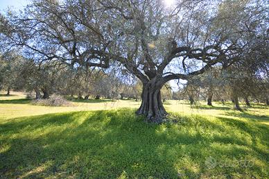 Terreno agricolo con uliveto