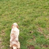 Setter inglese 4 anni