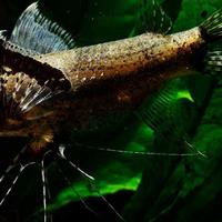 Pesce farfalla