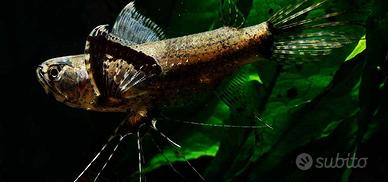 Pesce farfalla