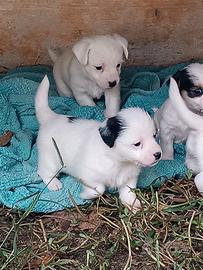 Jack Russell