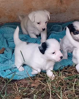 Jack Russell