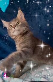 Gattino Maine Coone