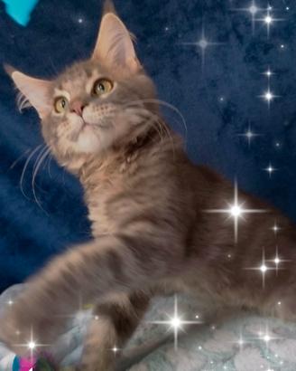 Gattino Maine Coone