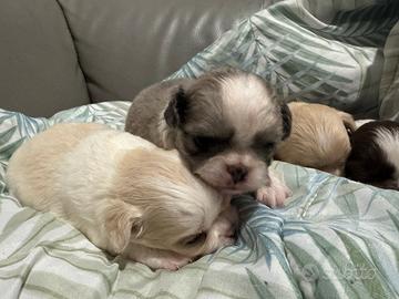 Chiwawa a pelo lungo