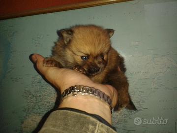 Spitz tedesco Piccolo