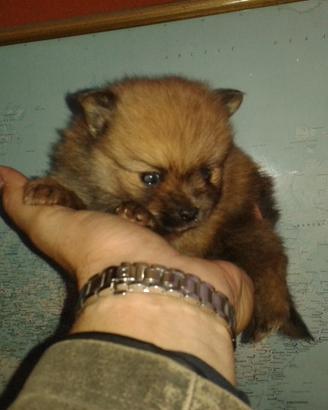 Spitz tedesco Piccolo