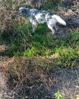 Setter inglese femmina pronta caccia