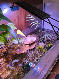 acquario per tartarughe 
