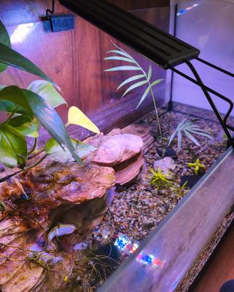 acquario per tartarughe 
