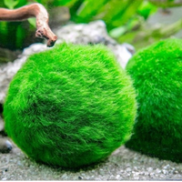 Alga marimo