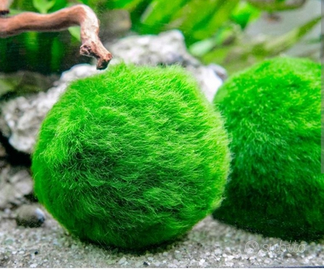 Alga marimo