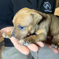 American pit bull terrier