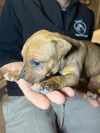 American pit bull terrier