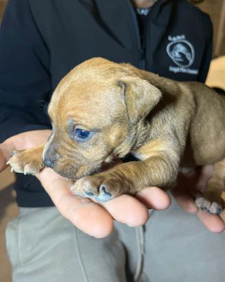 American pit bull terrier