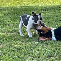 Cucciola di bulldog francese bianca e grigia