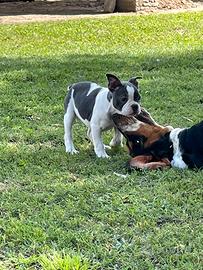 Cucciola di bulldog francese bianca e grigia