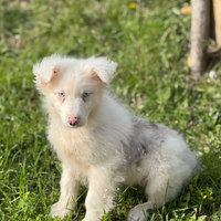 Pastore australiano con pedigree enci