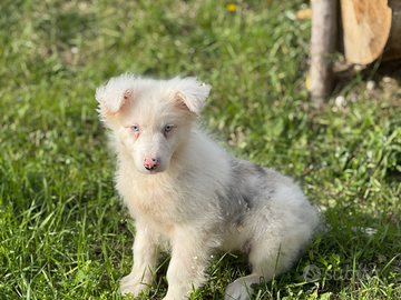 Pastore australiano con pedigree enci