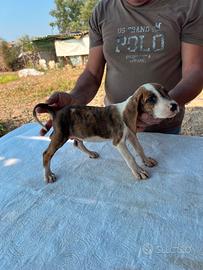 Cuccioli Segugio Maremmano