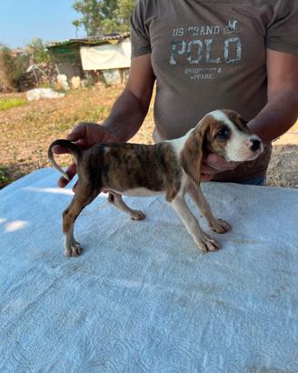 Cuccioli Segugio Maremmano