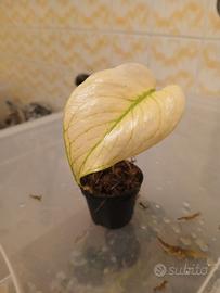 monstera variegate
