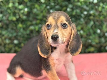 Beagle